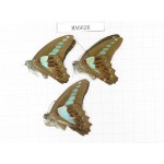 Graphium sarpedon ssp. China,  Sichuan,Ya'an, Lushan county. 3M.MA6626.