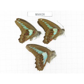 Graphium sarpedon ssp. China,  Sichuan,Ya'an, Lushan county. 3M.MA6626.