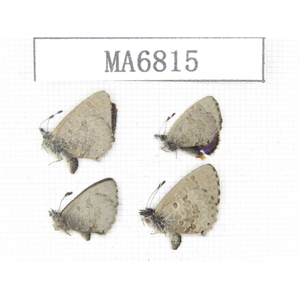Orthomiella pontis. China, Yunnan, Lijiang, W part of Yulong county. 4M. MA6815.
