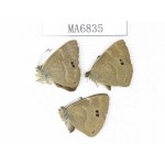 Abisara freda. China, Yunnan, Dali, S of Eryuan county. 2M1F. MA6835.