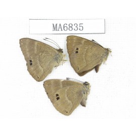 Abisara freda. China, Yunnan, Dali, S of Eryuan county. 2M1F. MA6835.