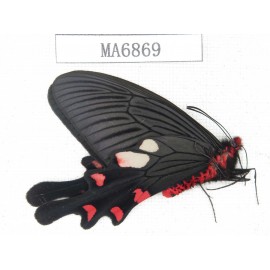Byasa nevilli ssp. China, W of Yunnan, Dali area, Fengyi town. 1M. MA6869.