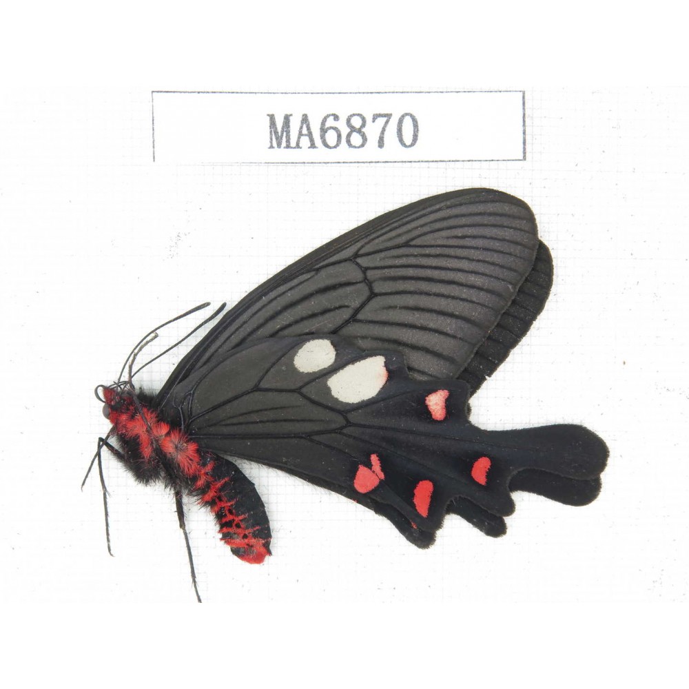 Byasa nevilli ssp. China, W of Yunnan, Dali area, Fengyi town. 1M. MA6870.