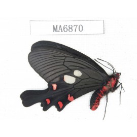 Byasa nevilli ssp. China, W of Yunnan, Dali area, Fengyi town. 1M. MA6870.