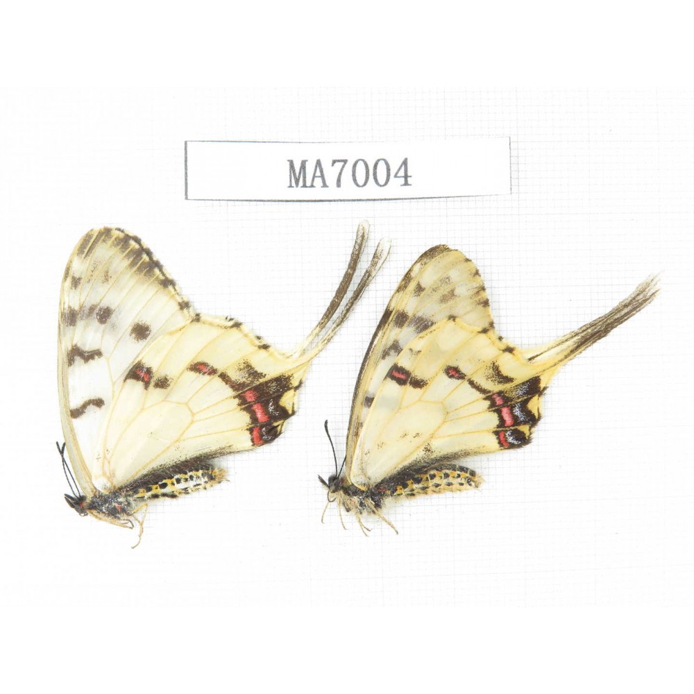 Sericinus montelus ssp. China, Jinlin, Mt.Changbaishan.2M. MA7004.