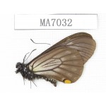 Papilio epycides ssp. China, W of Sichuan, Ya'an area, Lushan county. 1M. MA7032.