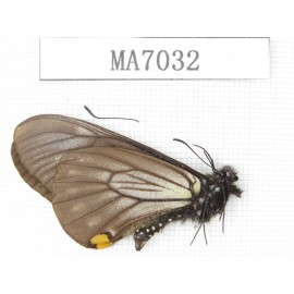 Papilio epycides ssp. China, W of Sichuan, Ya'an area, Lushan county. 1M. MA7032.