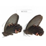 Papilio protenor ssp. China, W of Sichuan, Ya'an area, Lushan county. 2M. MA7035.