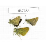 Thoressa latris. China, Yunnan, Lijiang, N of Mt.Yunling.3M. MA7384.