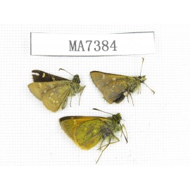 Thoressa latris. China, Yunnan, Lijiang, N of Mt.Yunling.3M. MA7384.