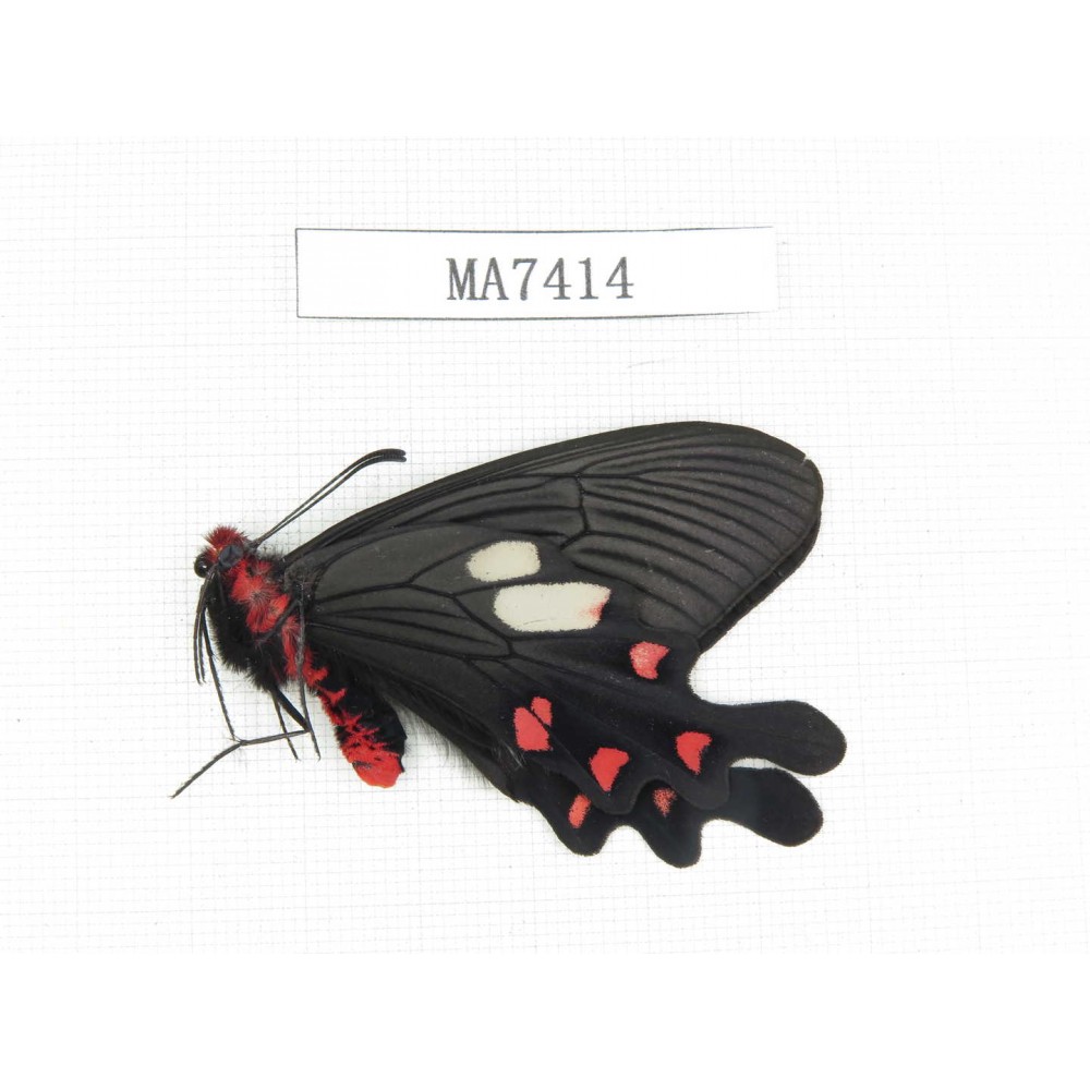Byasa nevilli ssp. China, W of Yunnan, Lijiang area, W of Lijiang, N of Mt.Yunling. 1M. MA7414.