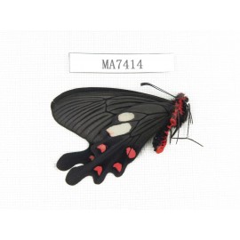 Byasa nevilli ssp. China, W of Yunnan, Lijiang area, W of Lijiang, N of Mt.Yunling. 1M. MA7414.