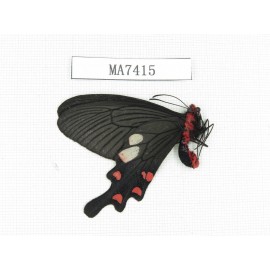 Byasa nevilli ssp. China, W of Yunnan, Lijiang area, W of Lijiang, N of Mt.Yunling. 1M. MA7415.