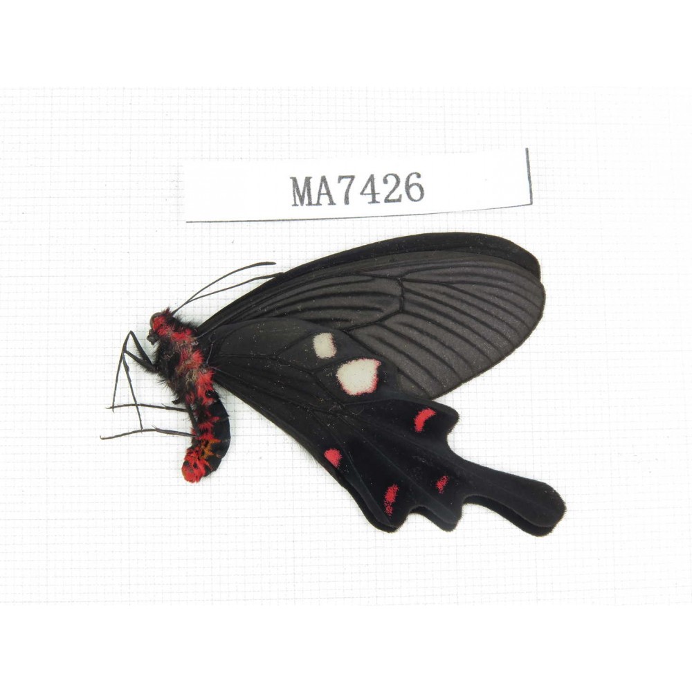 Byasa rhadinus. China, Yunnan, Dali, S of Eryuan county. 1M. MA7426.