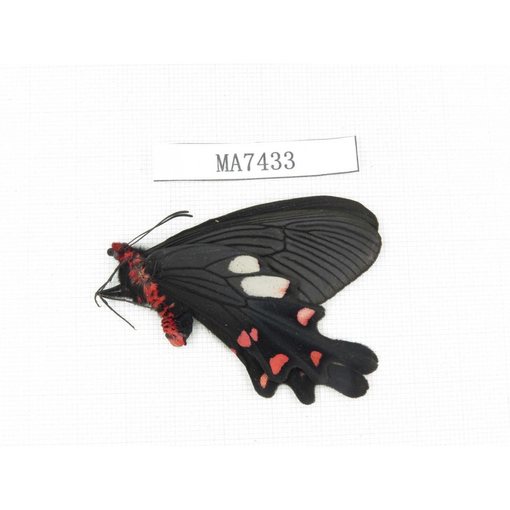 Byasa nevilli ssp. China, W of Yunnan, Dali area, Yangbi county, N of Mt. Cangshan.1M. MA7433.