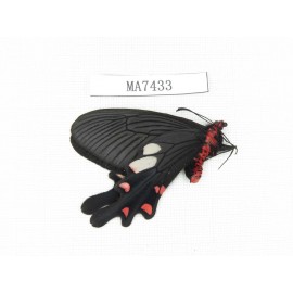Byasa nevilli ssp. China, W of Yunnan, Dali area, Yangbi county, N of Mt. Cangshan.1M. MA7433.