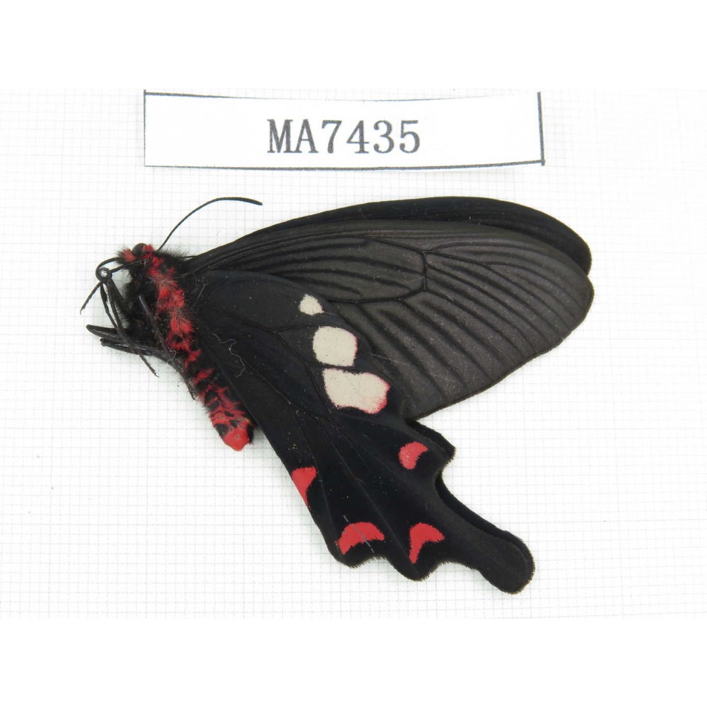 Byasa hedistus. China, Yunnan, Dali, S of Eryuan county. 1M. MA7435.
