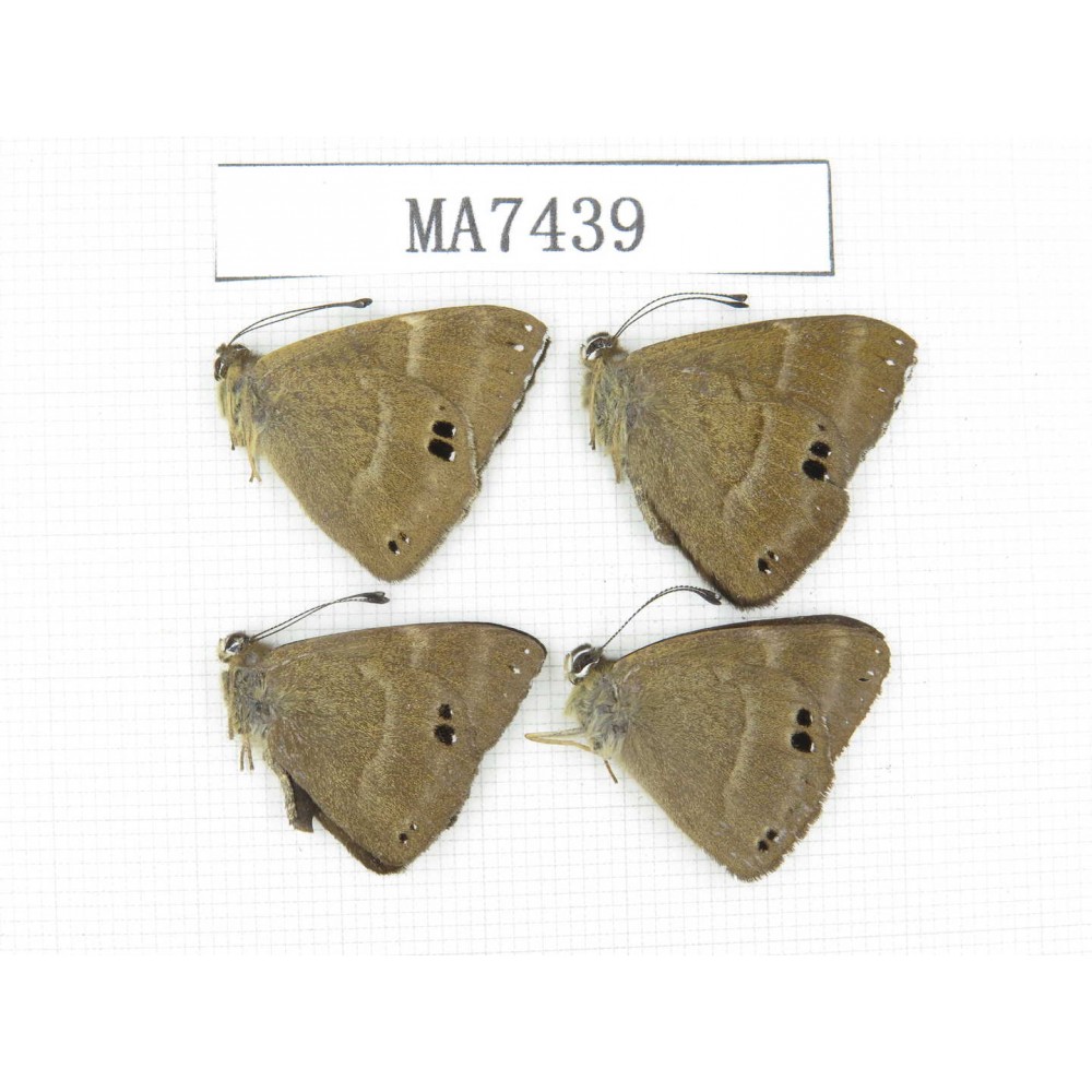 Abisara freda. China, Yunnan, Dali, S of Eryuan county. 4M. MA7439.