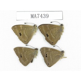 Abisara freda. China, Yunnan, Dali, S of Eryuan county. 4M. MA7439.