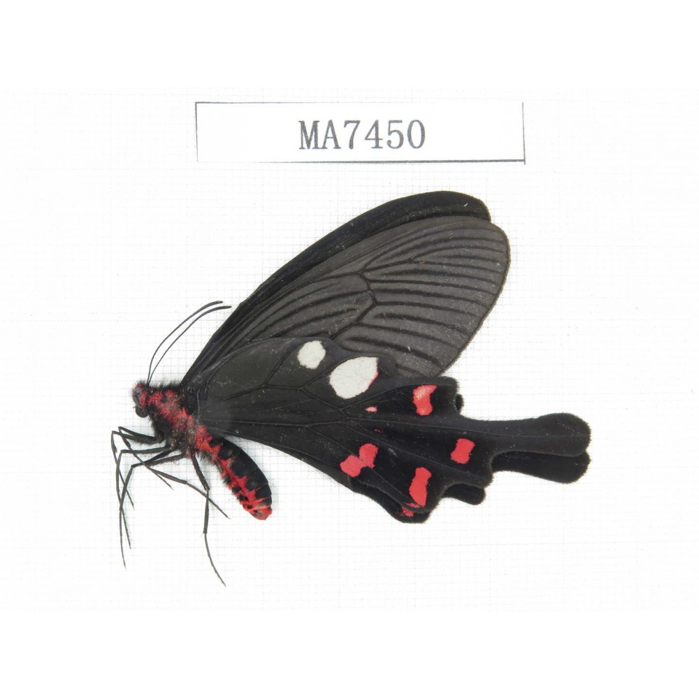 Byasa rhadinus. China, W of Yunnan, Dali area, Yangbi county, S of Mt. Cangshan.1M. MA7450.
