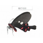 Byasa rhadinus. China, W of Yunnan, Dali area, Yangbi county, S of Mt. Cangshan.1M. MA7450.