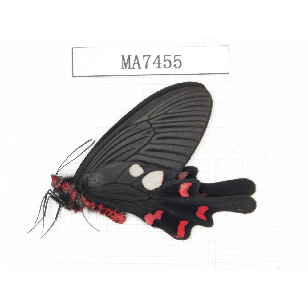 Byasa rhadinus. China, W of Yunnan, Dali, Yangbi county. 1M. MA7455.