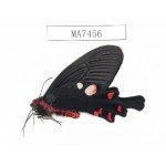 Byasa hedistus. China, Yunnan, Dali, Yangbi county. 1M. MA7456.