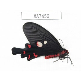 Byasa hedistus. China, Yunnan, Dali, Yangbi county. 1M. MA7456.
