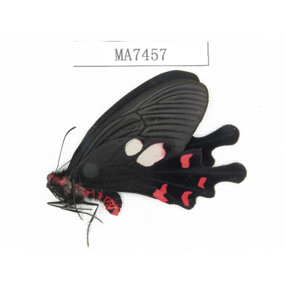 Byasa hedistus. China, Yunnan, Dali, Yangbi county. 1M. MA7457.