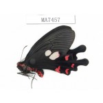 Byasa hedistus. China, Yunnan, Dali, Yangbi county. 1M. MA7457.