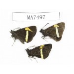 Barca bicolor. China, Yunnan, Deqin county, Mt.Meilixueshan. 3M. MA7497.