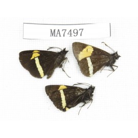 Barca bicolor. China, Yunnan, Deqin county, Mt.Meilixueshan. 3M. MA7497.