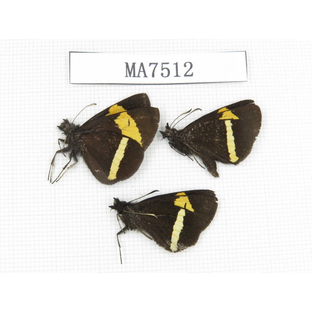 Barca bicolor. China, Yunnan, Lijiang, W part of Yulong county. 3M. MA7512.
