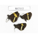Barca bicolor. China, Yunnan, Lijiang, W part of Yulong county. 3M. MA7512.