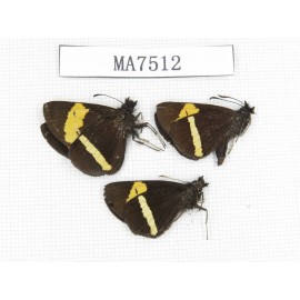 Barca bicolor. China, Yunnan, Lijiang, W part of Yulong county. 3M. MA7512.