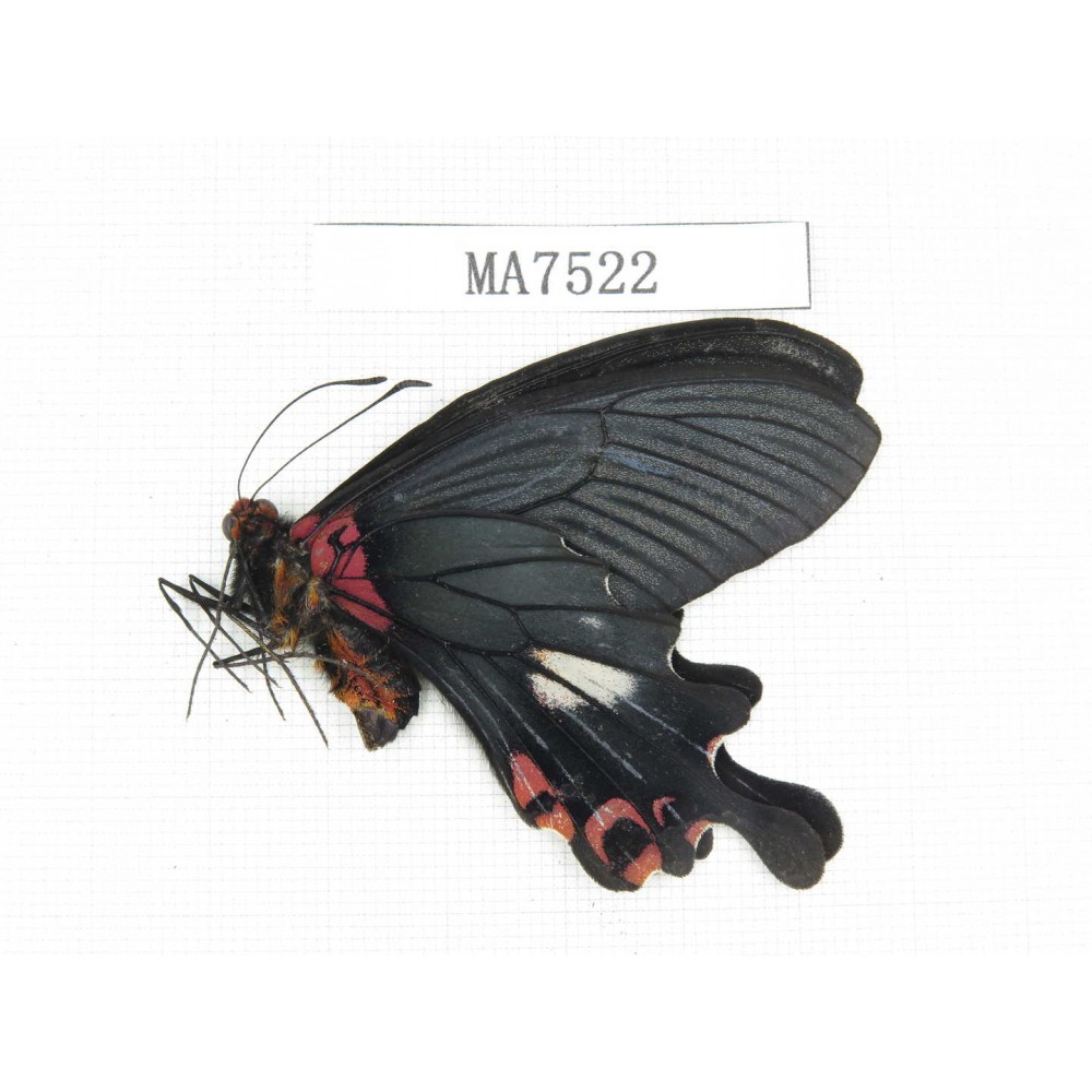 Papilio boots ssp. China, Yunnan, Lijiang, W part of Yulong county.1M. MA7522.