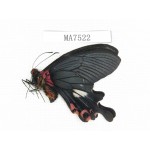 Papilio boots ssp. China, Yunnan, Lijiang, W part of Yulong county.1M. MA7522.