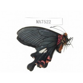 Papilio boots ssp. China, Yunnan, Lijiang, W part of Yulong county.1M. MA7522.