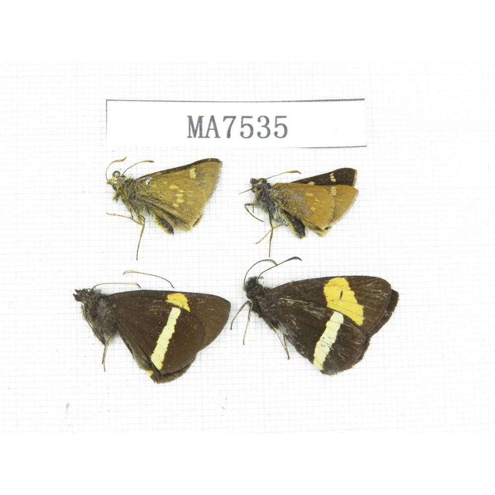 Barca bicolor & Thoressa latris. China, Yunnan, Lijiang,  Yulong county. 4M. MA7535.