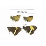 Barca bicolor & Thoressa latris. China, Yunnan, Lijiang,  Yulong county. 4M. MA7535.