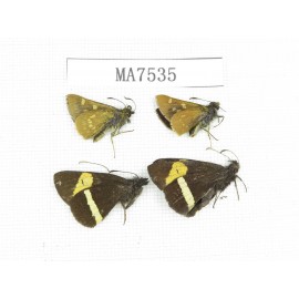 Barca bicolor & Thoressa latris. China, Yunnan, Lijiang,  Yulong county. 4M. MA7535.