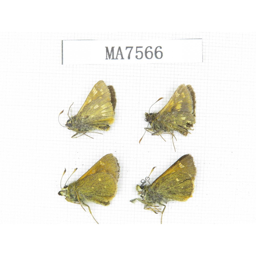 Thoressa sp. China, Yunnan, Xiangerila, Mt.Daxueshan. 4M. MA7566.