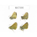 Thoressa sp. China, Yunnan, Xiangerila, Mt.Daxueshan. 4M. MA7566.