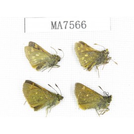 Thoressa sp. China, Yunnan, Xiangerila, Mt.Daxueshan. 4M. MA7566.