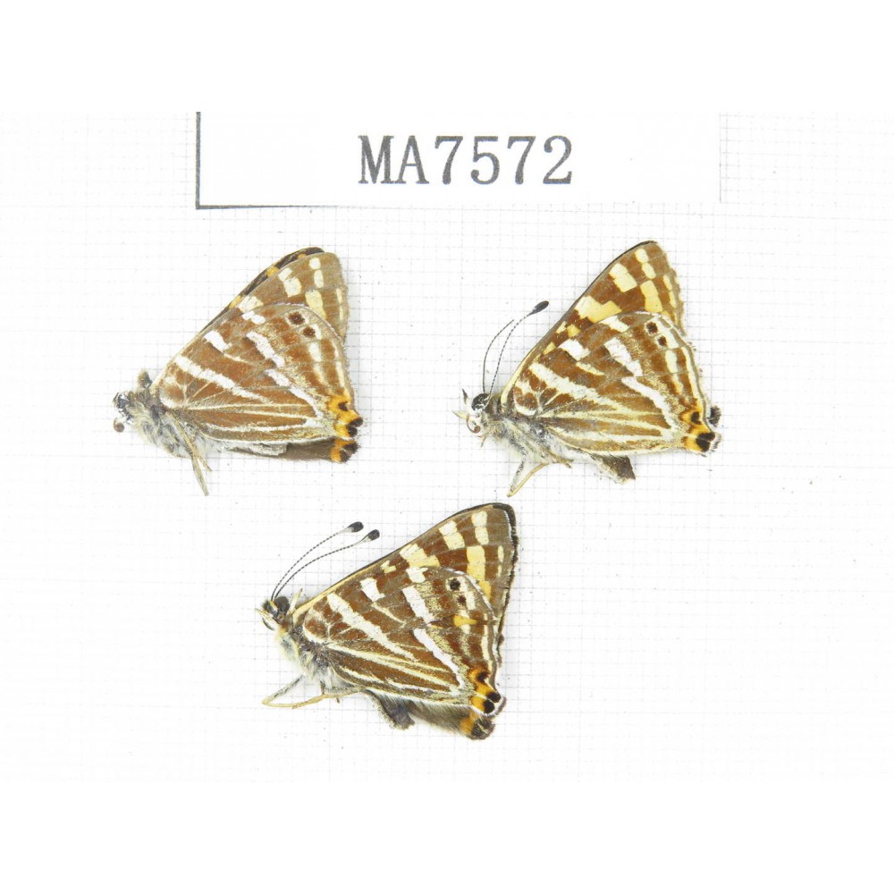 Dodona durga. China, Yunnan, Dali, Binchuan county. 3M. MA7572.