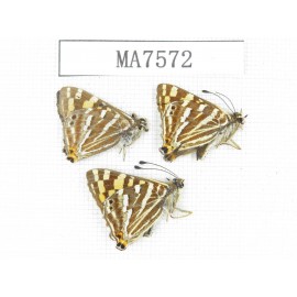 Dodona durga. China, Yunnan, Dali, Binchuan county. 3M. MA7572.