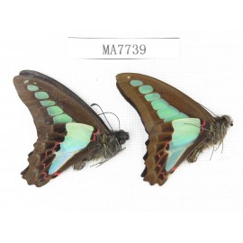 Graphium sarpedon ssp. China,  Tibet, Linzhi, Motuo county. 2M.MA7739.