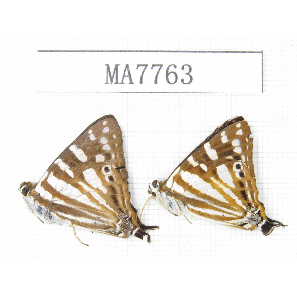 Dodona eugenes. China, Tibet, Linzhi, Motuo county. 2M. MA7763.