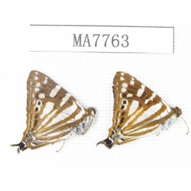 Dodona eugenes. China, Tibet, Linzhi, Motuo county. 2M. MA7763.