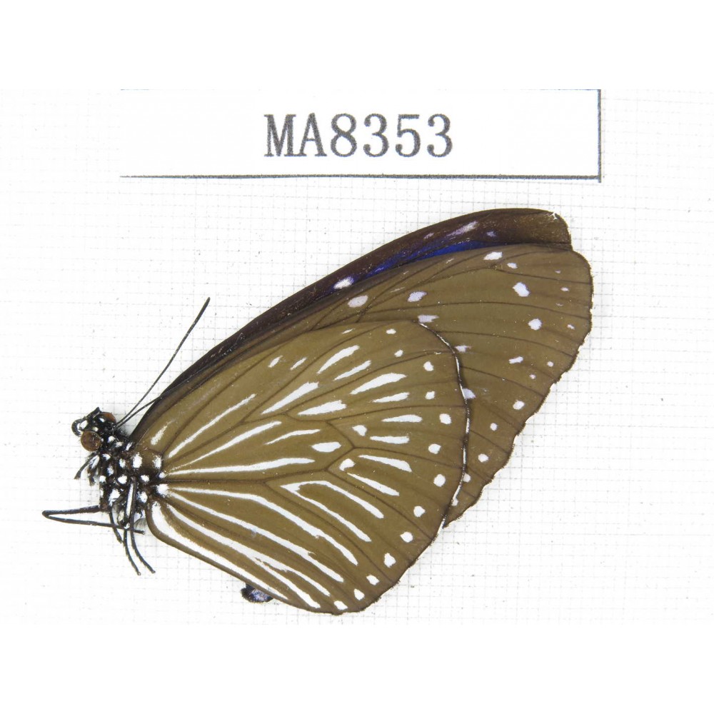 Euploea mulciber. China, Yunnan, Nujiang valley, S of Mt.Biluoxueshan. 1F. MA8353.